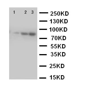 CUL2 / Cullin 2 Antibody (aa264-280)