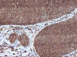 UBOX5 Antibody (clone OTI1C5)