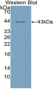 AMY1A / Salivary Amylase Antibody (aa15-511, Biotin)