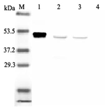 IHC-plus™ IDO1 / IDO Antibody (clone ID 177)
