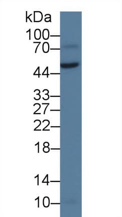 VWA1 / WARP Antibody (aa42-289)