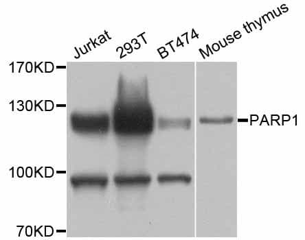 PARP1 Antibody