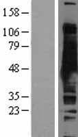 SAHH / AHCY Protein (Over-Expression Lysate Myc-DDK (Flag))
