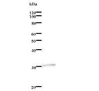 Monoclonal Mouse anti-Human CREBBP / CREB Binding Protein Antibody (clone CBP5I001, IF, WB)