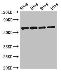 Polyclonal Rabbit anti-Human FSIP2 Antibody (IF)