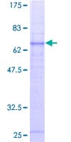 Human C5AR1 / CD88 / C5a Receptor Protein (Recombinant GST)