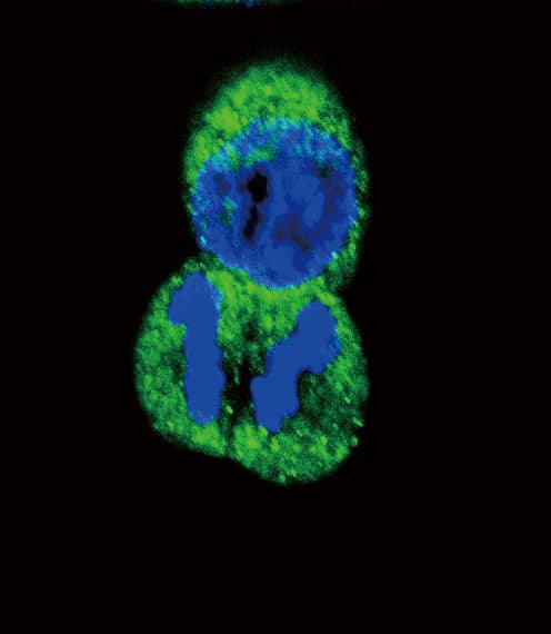 Polyclonal Rabbit anti-Human PTPRJ / CD148 Antibody (IHC, IF, WB)