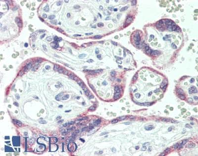 TEAD3 Antibody (aa82-110)