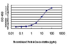 CHFR Antibody (clone 1H3-A12)