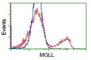 MGLL / Monoacylglycerol Lipase Antibody (clone OTI4D1)