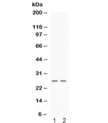 CXCL4 / PF4 Antibody