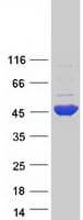 Human GFOD1 Protein (Recombinant Myc-DDK (Flag))