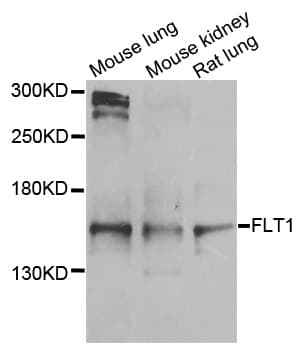 FLT1 / VEGFR1 Antibody
