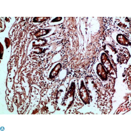 HLA-DMB Antibody