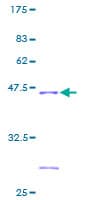 Human NDUFB6 Protein (Recombinant GST)