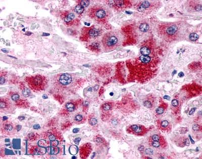 PathPlus™ Polyclonal Rabbit anti-Human PGR1 / GPR153 Antibody (C-Terminus, IHC)