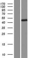TUBB8 / Tubulin Beta 8 Protein (Over-Expression Lysate Myc-DDK (Flag))