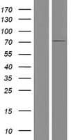 Human C17orf53 Protein (Over-Expression Lysate Myc-DDK (Flag))