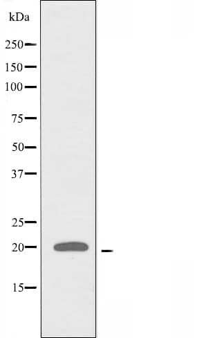 RPL27A Antibody