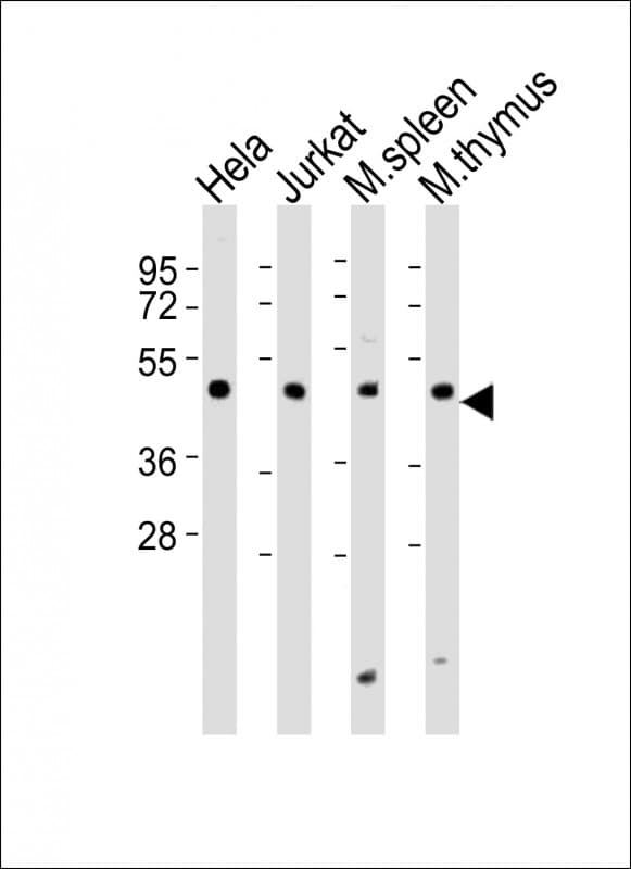 Requiem / DPF2 Antibody (aa125-159)