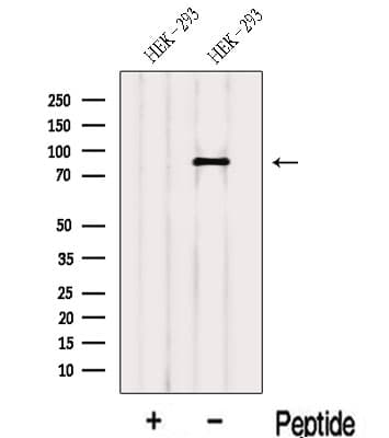 LAS1L Antibody