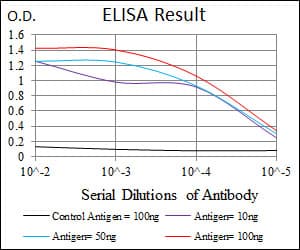 FOXP1 Antibody (clone 6E4)