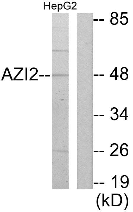Polyclonal Rabbit anti-Human AZI2 / NAP1 Antibody (WB)
