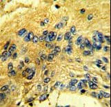 CDK3 Antibody (aa4-38)