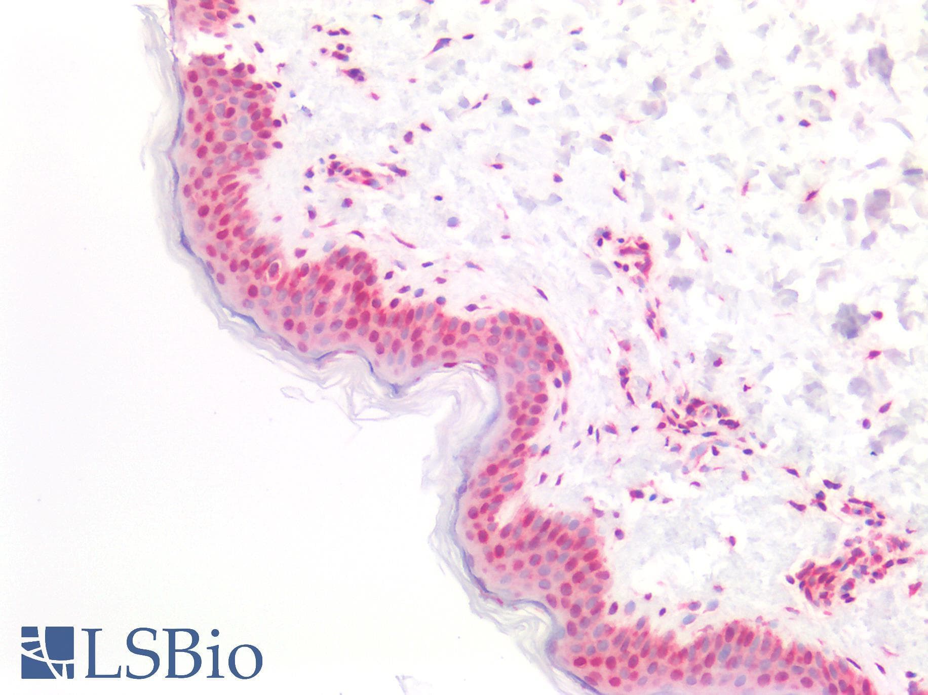 PathPlus™ Polyclonal Rabbit anti-Human FOXP1 Antibody (aa650-677, IHC, WB)