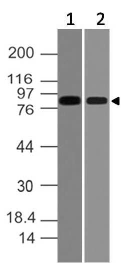 Polyclonal Rabbit anti-Human VAV2 Antibody (WB)