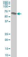 Monoclonal Mouse anti-Human ATP6AP1 Antibody (clone 3A2, WB)