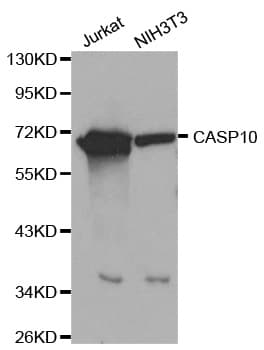 PathPlus™ CASP10 / Caspase 10 Antibody