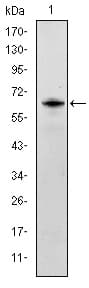 IHC-plus™ Monoclonal Mouse anti-Human SYN / FYN Antibody (clone 2A10, IHC, IF, WB)