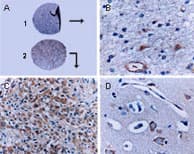 BAR / BFAR Antibody (aa3-21)