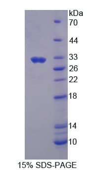 Rat MST1 Protein (Recombinant His-T7)