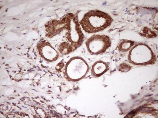 HnRNP-E1 / PCBP1 Antibody (aa1-225, clone OTI3D12, Carrier-free)