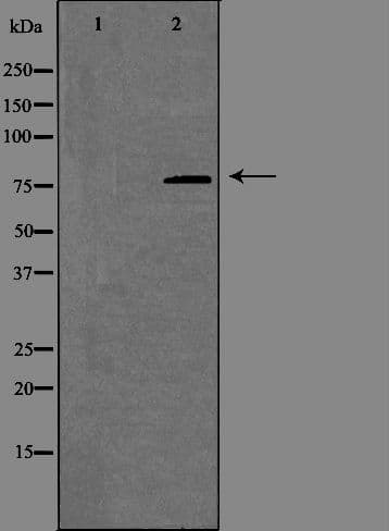 SLC9A7 Antibody