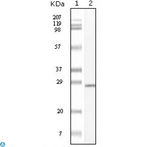 c-Kit / CD117 Antibody