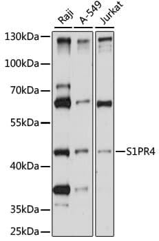S1PR4 / SIP4 / EDG6 Antibody