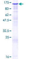 Human CCNF / Cyclin F Protein (Recombinant GST)