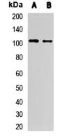 MARS Antibody