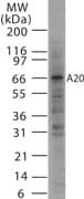 TNFAIP3 / A20 Antibody (clone 59A426)