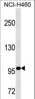 GRG4 / TLE4 Antibody (aa262-290)