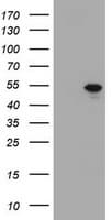 TBX19 / TPIT Antibody (clone OTI1C9)