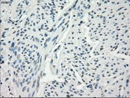 Monoclonal Mouse anti-Human CD32A Antibody (clone OTI15G5, IHC, IF, WB)