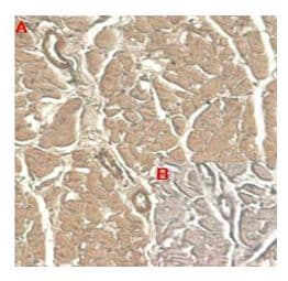 IL-33 Antibody (clone IL33305B)