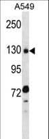 Polyclonal Rabbit anti-Human RBM5 / G15 Antibody (aa18-46, WB)