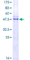 Human CD3E Protein (Recombinant GST)