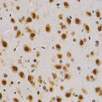 Polyclonal Rabbit anti-Human Histone H4 Antibody (Asym-Di-Methyl-Arg3, IHC, IF, WB)