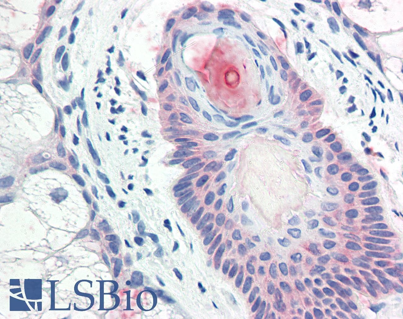 IHC-plus™ DHRS7 Antibody (Internal)